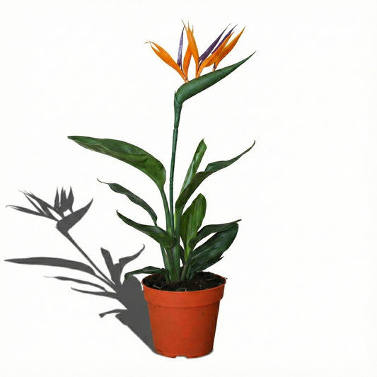 Bird of Paradise Plant; Strelitzia Reginae | 35cm