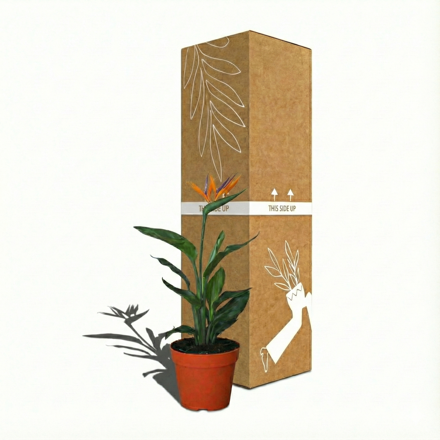 Bird of Paradise Plant; Strelitzia Reginae | 35cm