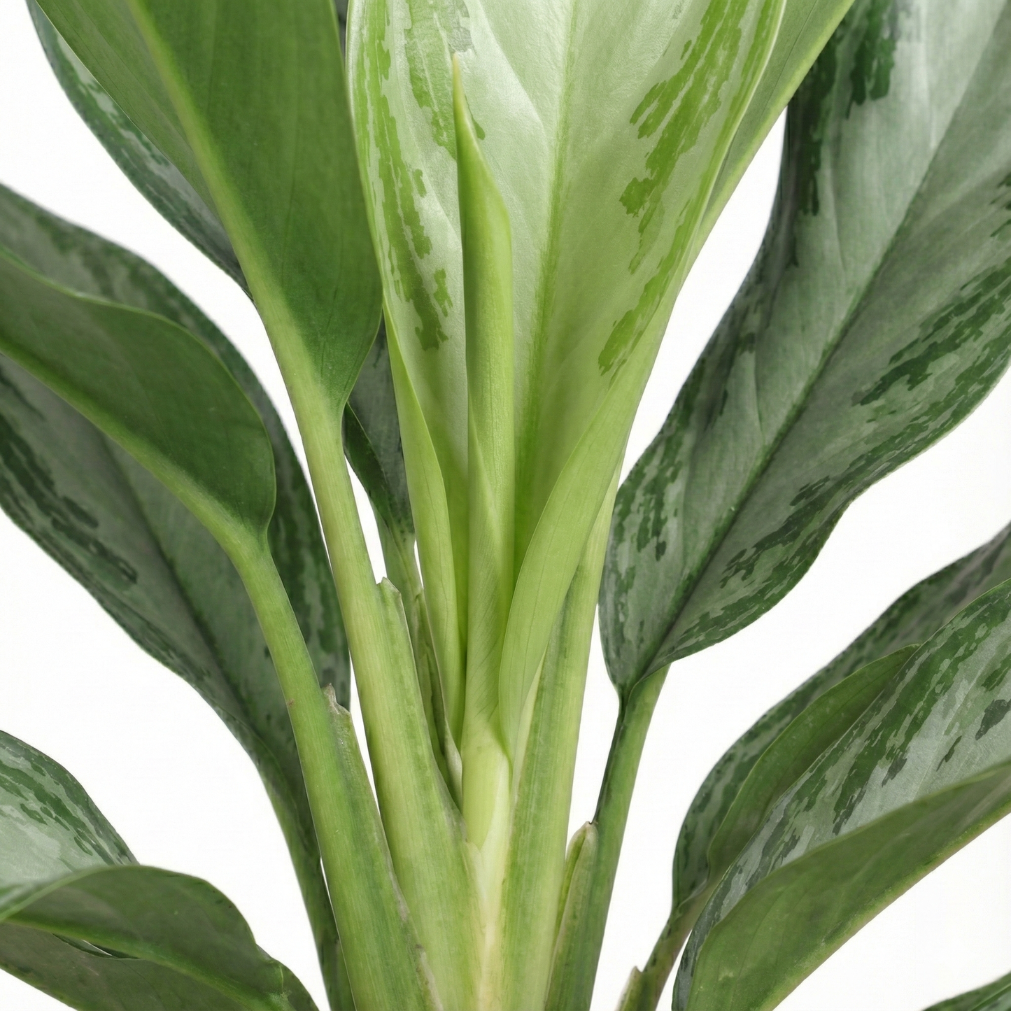 Chinese Evergreen; Aglaonema Silver Bay | 55cm
