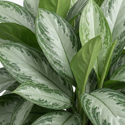Chinese Evergreen; Aglaonema Silver Bay | 55cm