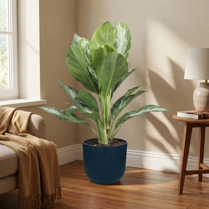Chinese Evergreen; Aglaonema Silver Bay | 55cm