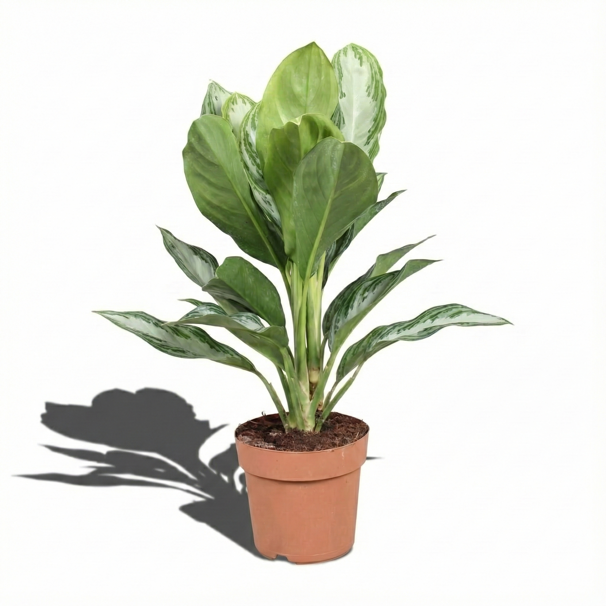 Chinese Evergreen; Aglaonema Silver Bay | 55cm