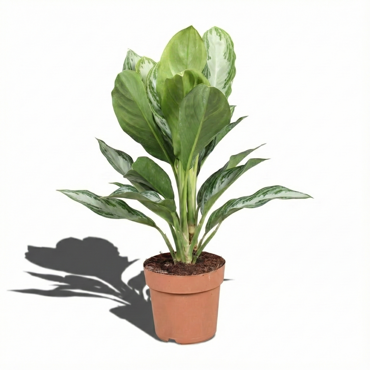 Chinese Evergreen; Aglaonema Silver Bay | 55cm