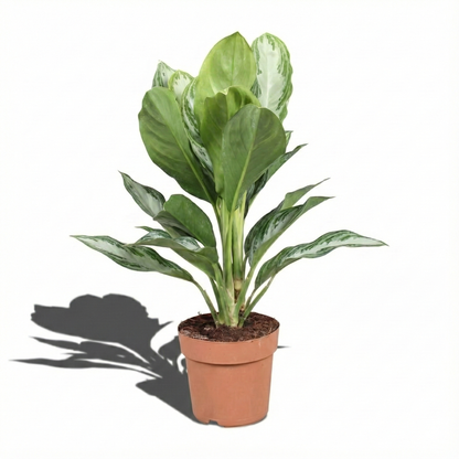 Chinese Evergreen; Aglaonema Silver Bay | 55cm