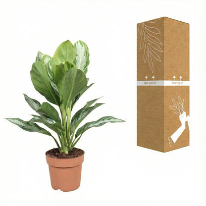 Chinese Evergreen; Aglaonema Silver Bay | 55cm