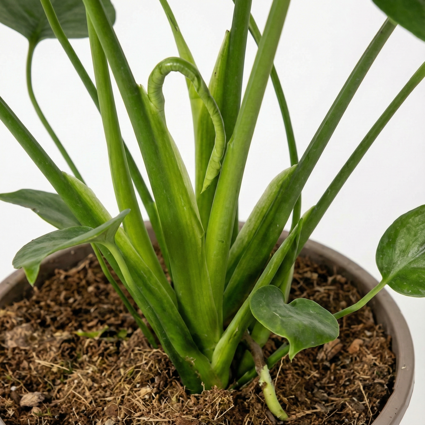 Swiss Cheese Plant; Monstera deliciosa | 70cm