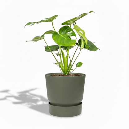 Swiss Cheese Plant; Monstera deliciosa | 70cm