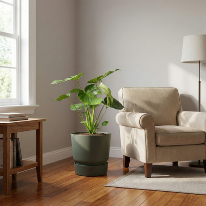 Swiss Cheese Plant; Monstera deliciosa | 70cm