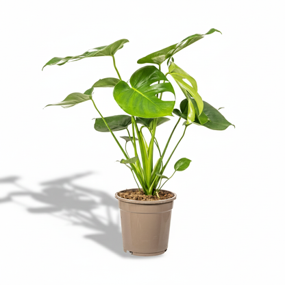 Swiss Cheese Plant; Monstera deliciosa | 70cm
