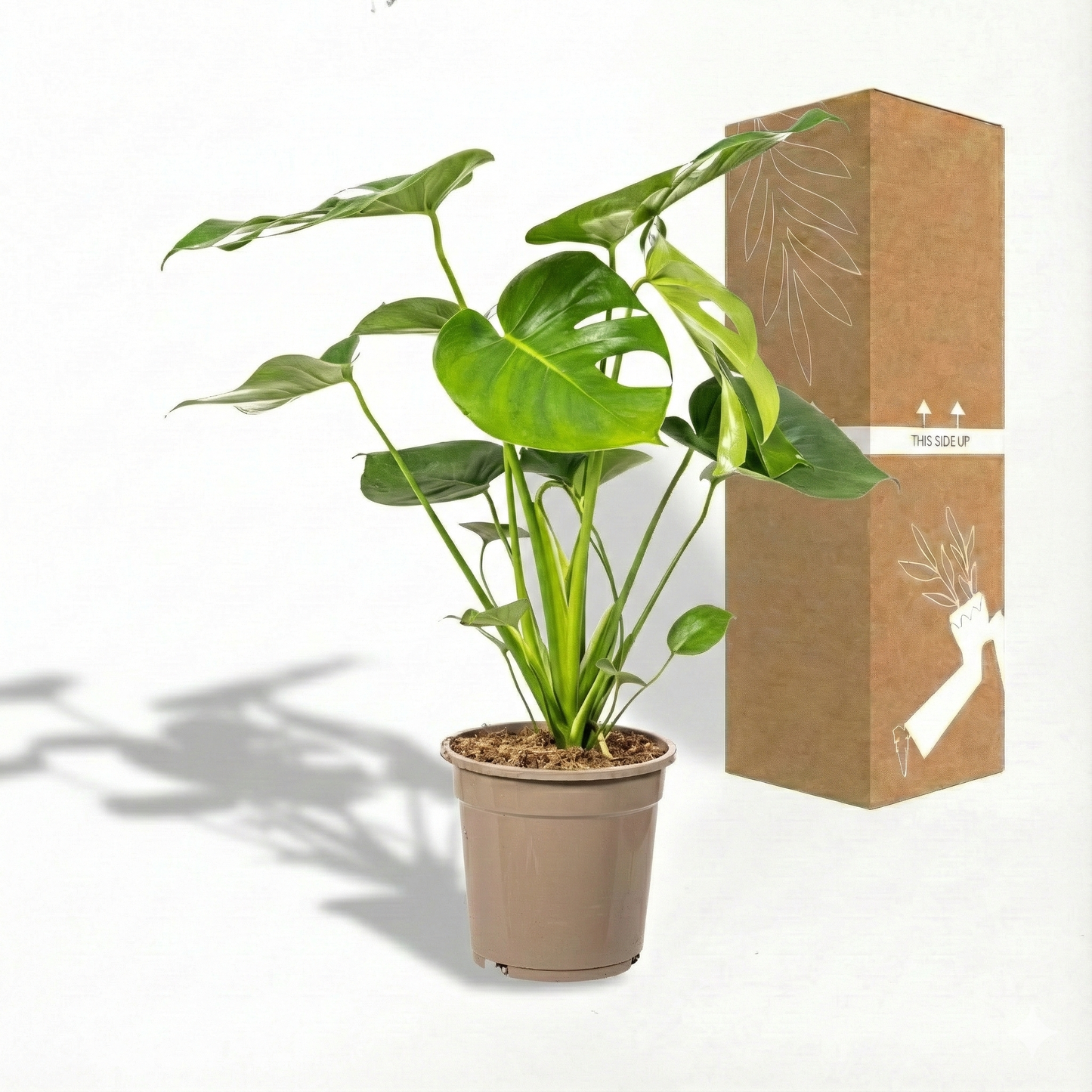 Swiss Cheese Plant; Monstera deliciosa | 70cm