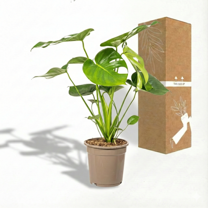 Swiss Cheese Plant; Monstera deliciosa | 70cm