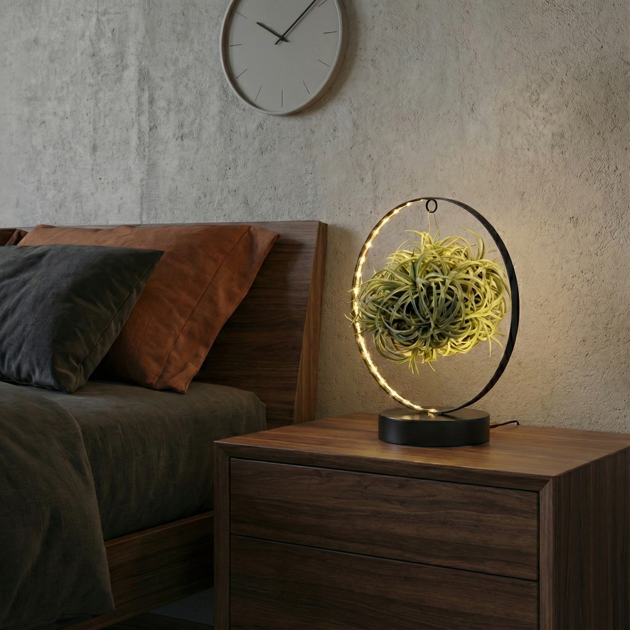 Air Plant; Tillandsia