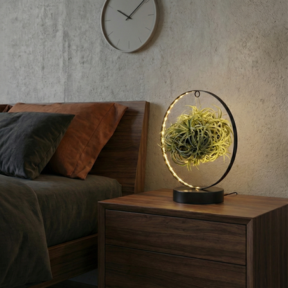 Air Plant; Tillandsia