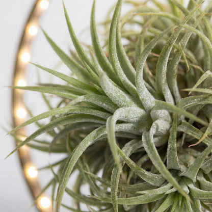 Air Plant; Tillandsia