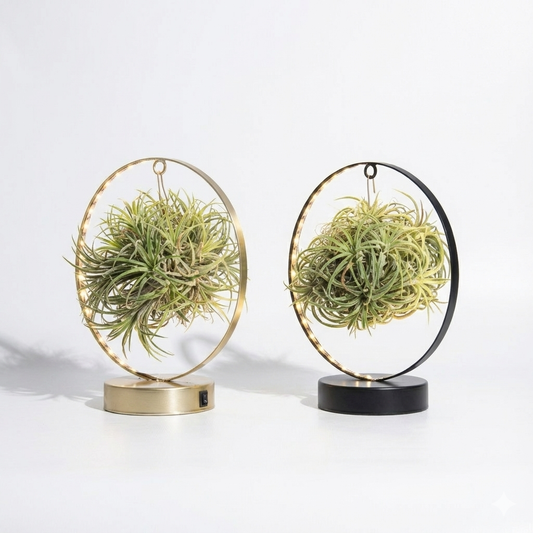Air Plant; Tillandsia