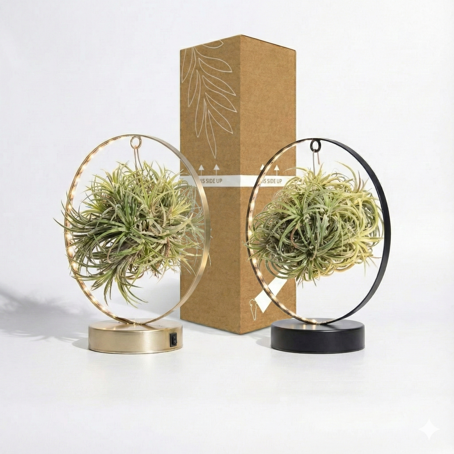 Air Plant; Tillandsia