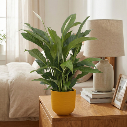 Peace Lily; Spathiphyllum Torelli | 65cm