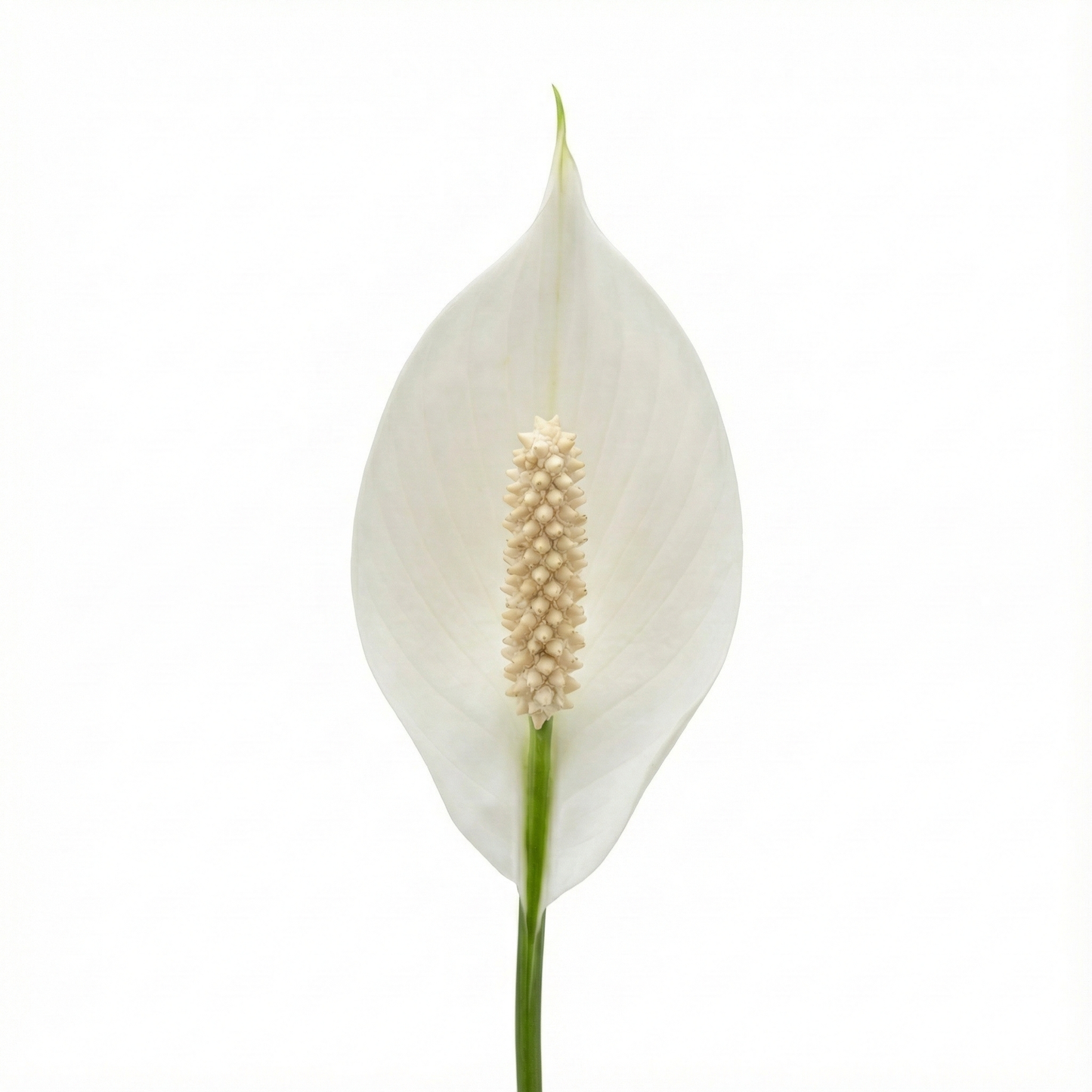 Peace Lily; Spathiphyllum Torelli | 65cm