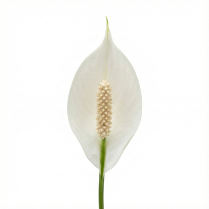 Peace Lily; Spathiphyllum Torelli | 65cm