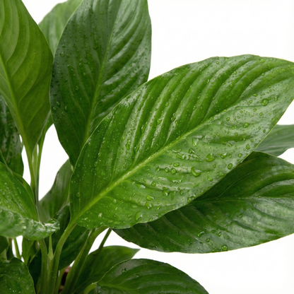 Peace Lily; Spathiphyllum Torelli | 65cm