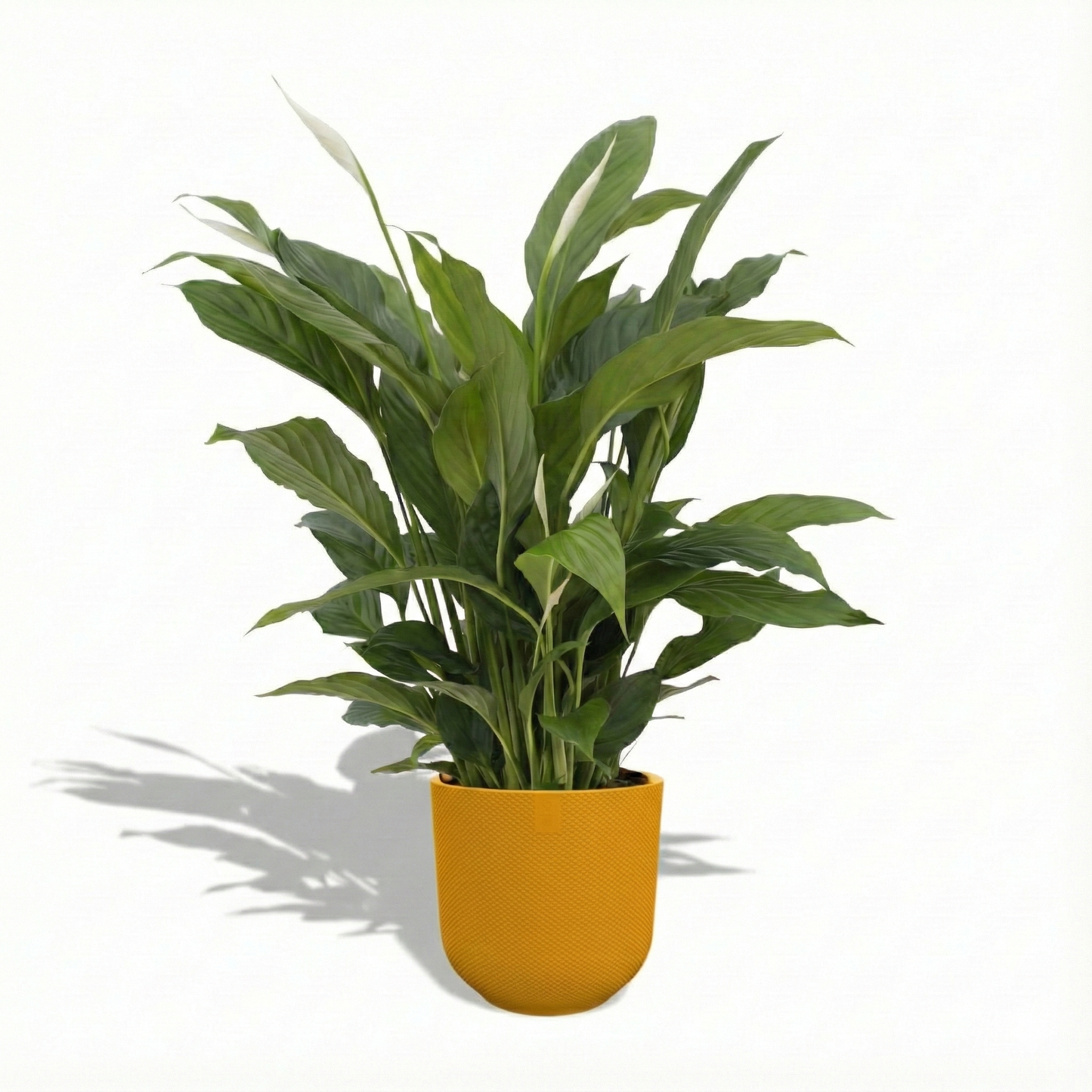 Peace Lily; Spathiphyllum Torelli | 65cm