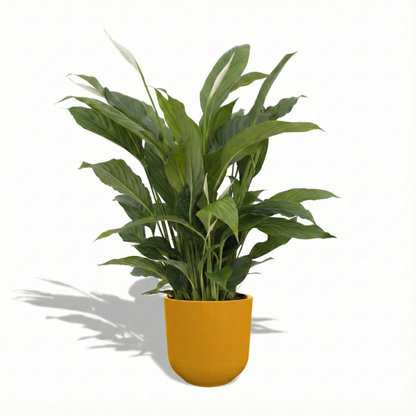 Peace Lily; Spathiphyllum Torelli | 65cm