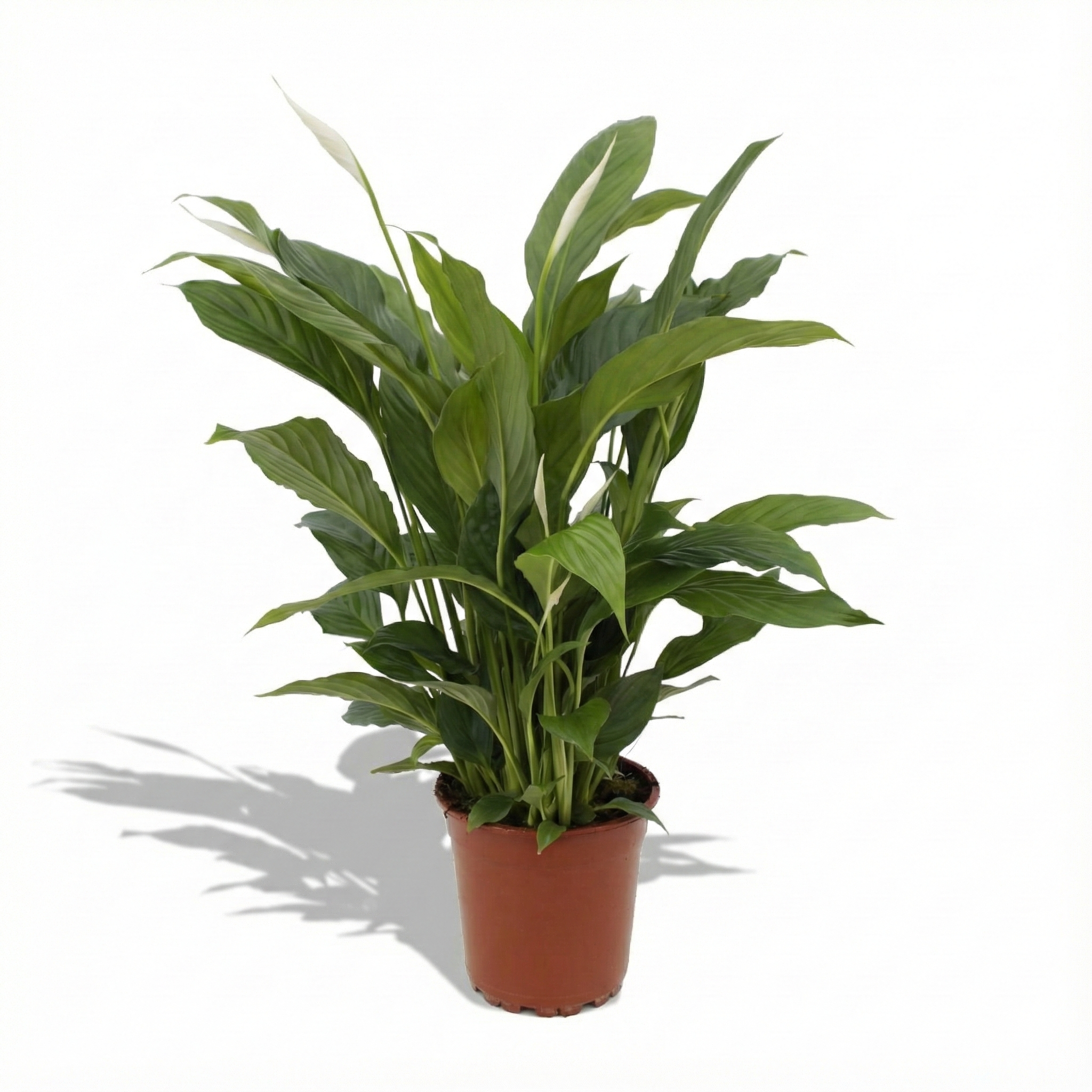 Peace Lily; Spathiphyllum Torelli | 65cm