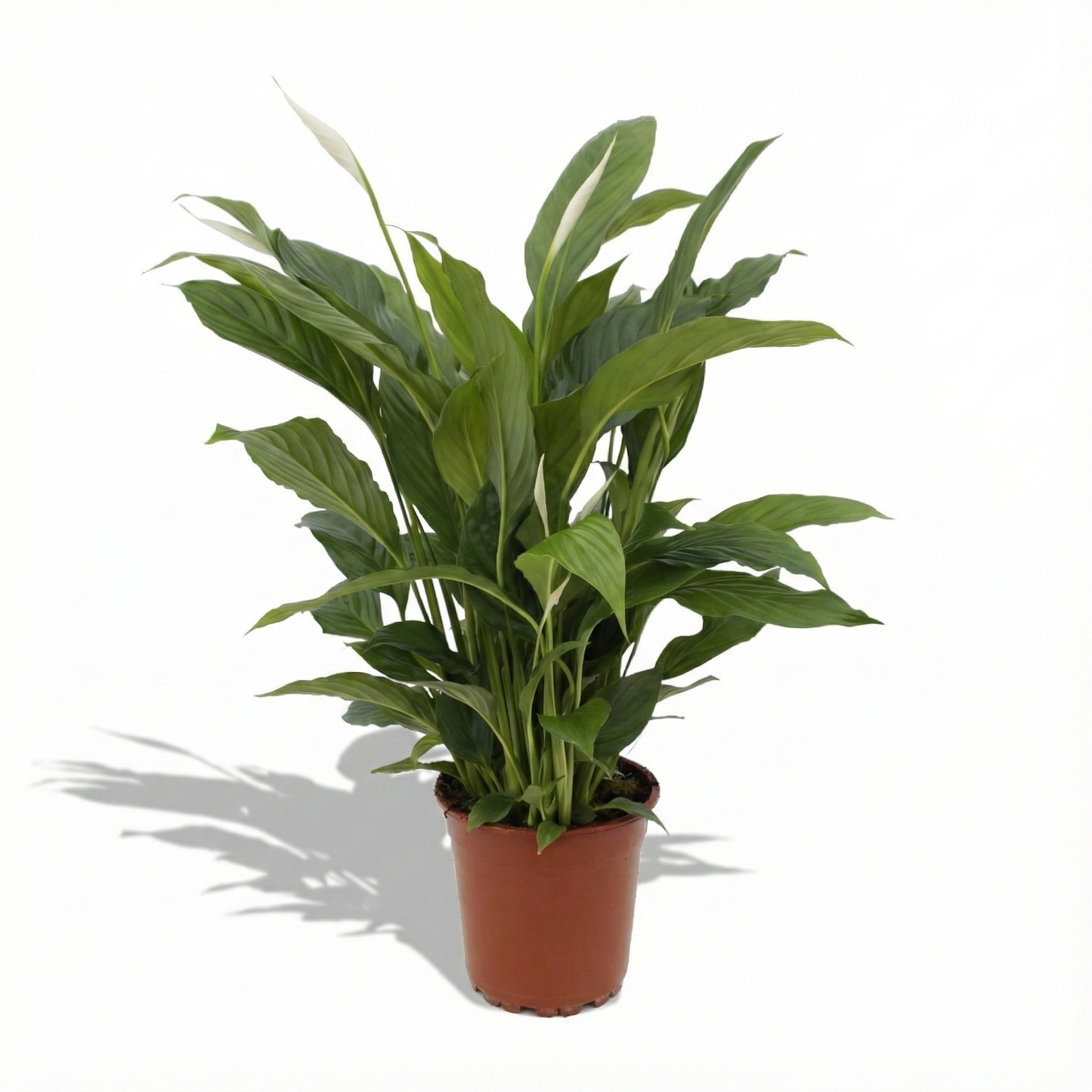 Peace Lily; Spathiphyllum Torelli | 65cm
