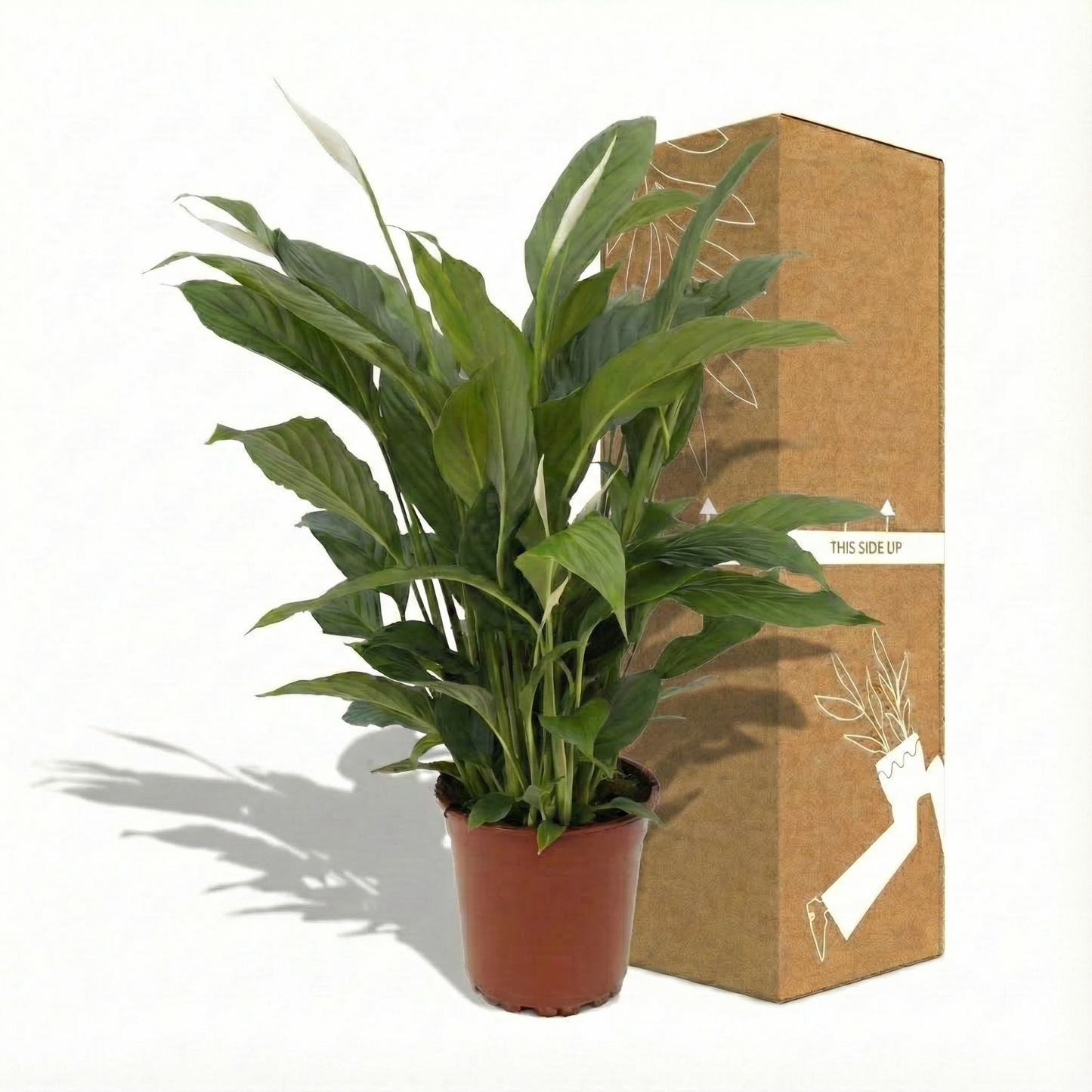 Peace Lily; Spathiphyllum Torelli | 65cm