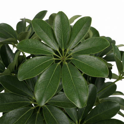Close-up of a Schefflera plant with glossy, dark green, palmately compound leaves arranged in a rosette pattern against a solid white background.
