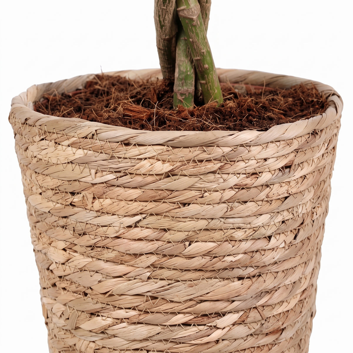A close-up of a woven natural fiber planter basket containing soil and the base of a green plant, shown against a plain white background.