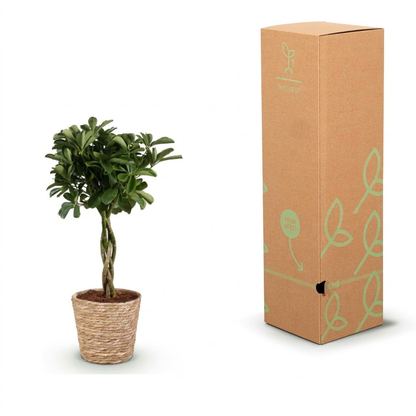 An artificial potted plant with green leaves and a twisted trunk in a woven basket pot, shown next to its tall brown cardboard packaging box with light green leaf patterns.