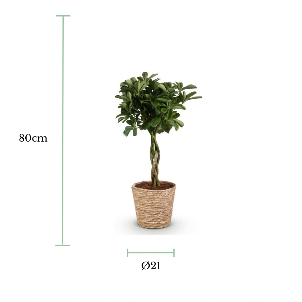 An artificial potted topiary tree with green leaves and a twisted trunk, shown on a white background with dimension markers indicating a height of 80cm and a pot diameter of 21cm.