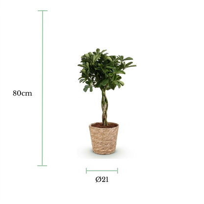 An artificial potted topiary tree with green leaves and a twisted trunk, shown on a white background with dimension markers indicating a height of 80cm and a pot diameter of 21cm.