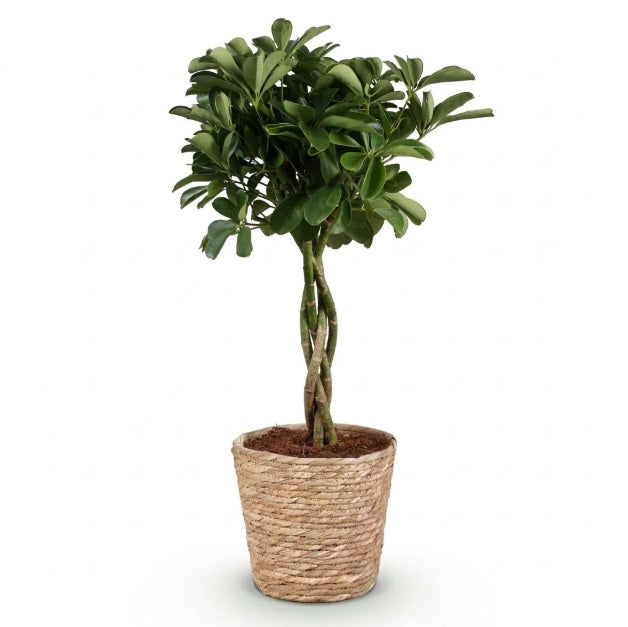 A potted artificial topiary tree with green leaves and a twisted trunk, planted in a woven natural fiber pot, shown on a white background.