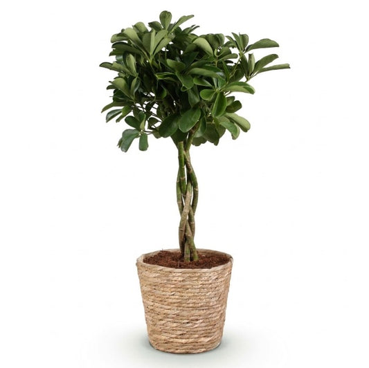A potted artificial topiary tree with green leaves and a twisted trunk, planted in a woven natural fiber pot, shown on a white background.