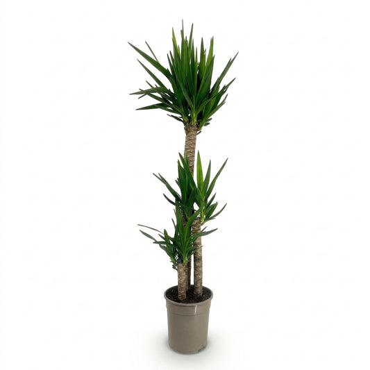 A tall artificial yucca plant with two upright stems, green spiky leaves, and textured brown trunks, potted in a plain taupe-gray plastic container against a white background.