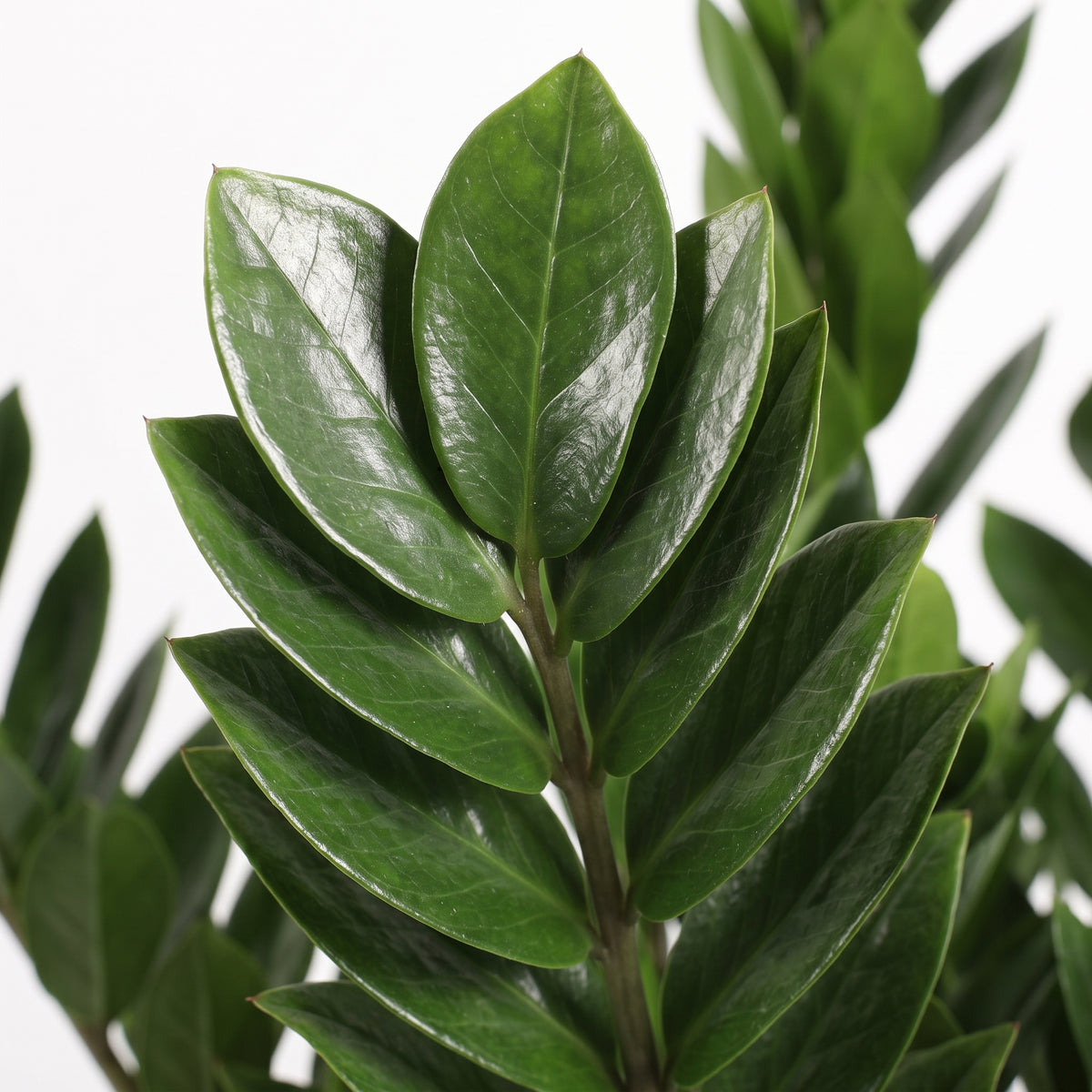 Close-up of glossy green leaves on a plant stem against a white background.