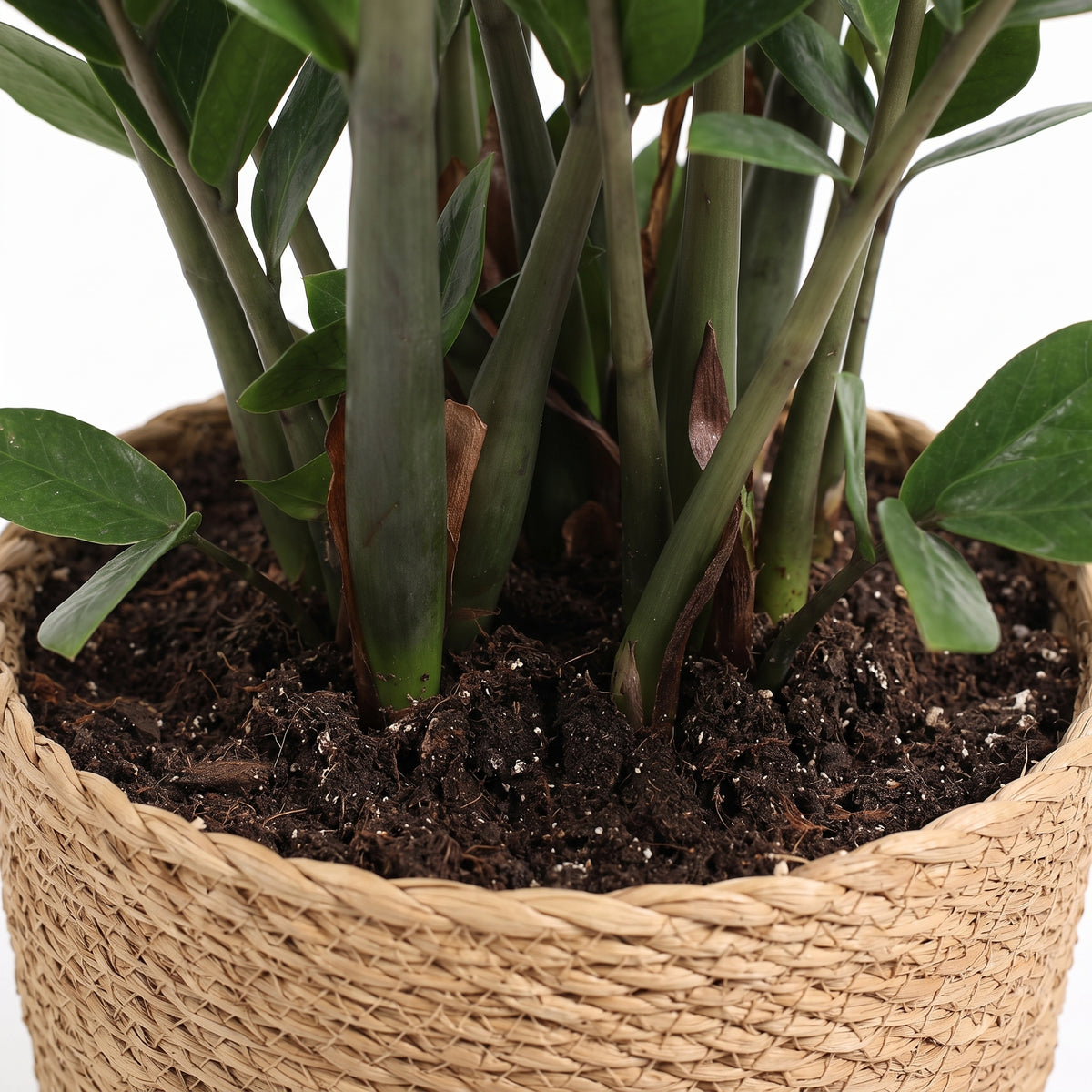 A close-up of a green leafy houseplant growing in dark soil inside a woven natural fiber basket pot, photographed against a white background.