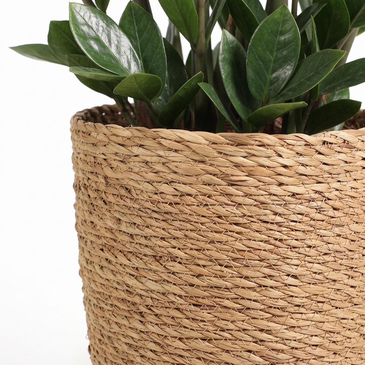 A close-up of a woven natural fiber planter basket in a light tan color, containing a green leafy plant, set against a plain white background.
