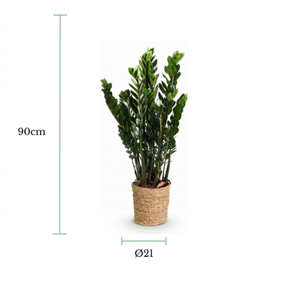 An artificial-looking potted plant with dense green leaves in a woven natural-fiber pot, shown on a white background with dimension markers indicating 90 cm height and a diameter of 21 cm.