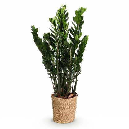 A potted artificial ZZ plant with lush green leaves in a woven natural fiber basket pot, set against a plain white background.