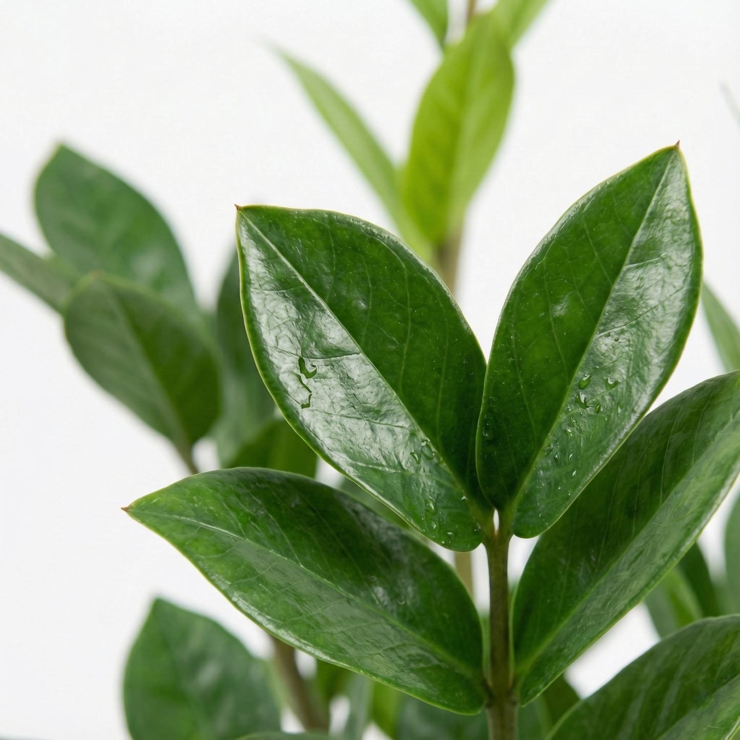 ZZ Plant; Zamioculcas Zamiifolia | 65cm