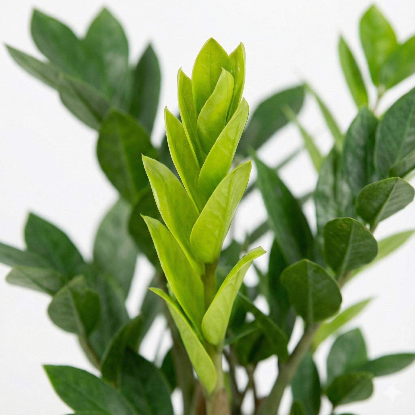 ZZ Plant; Zamioculcas Zamiifolia | 65cm