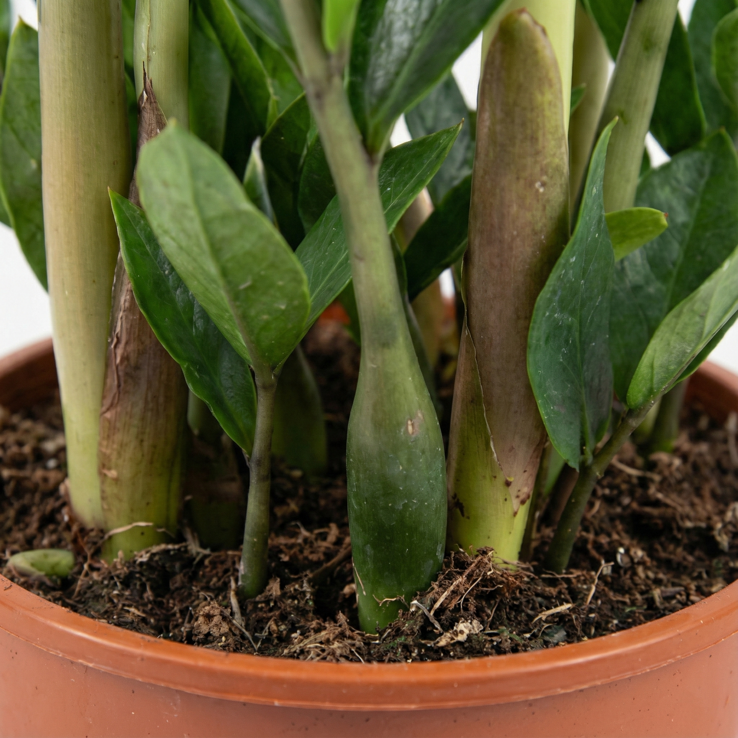 ZZ Plant; Zamioculcas Zamiifolia | 65cm