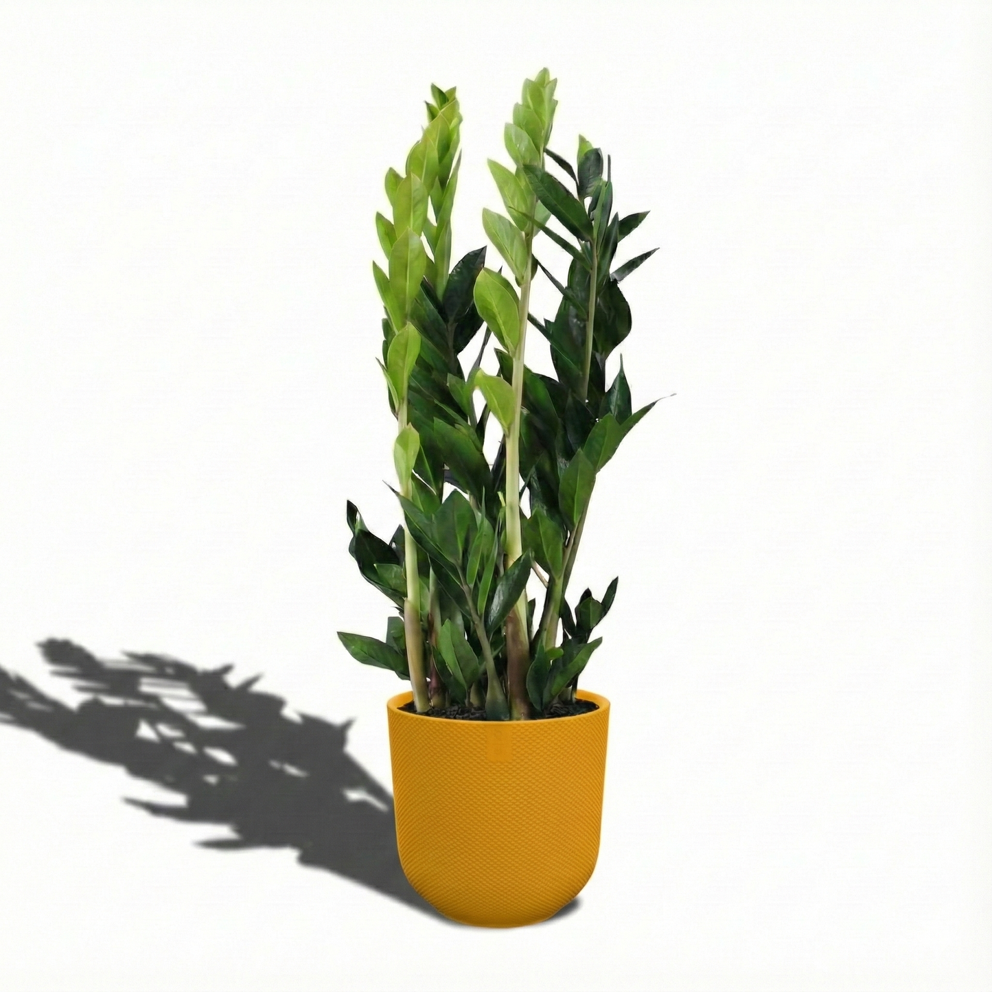 ZZ Plant; Zamioculcas Zamiifolia | 65cm