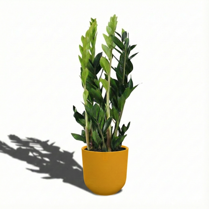 ZZ Plant; Zamioculcas Zamiifolia | 65cm