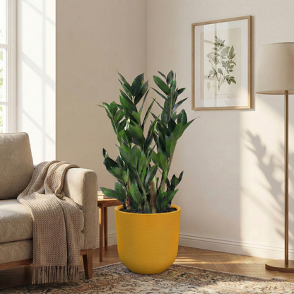 ZZ Plant; Zamioculcas Zamiifolia | 65cm