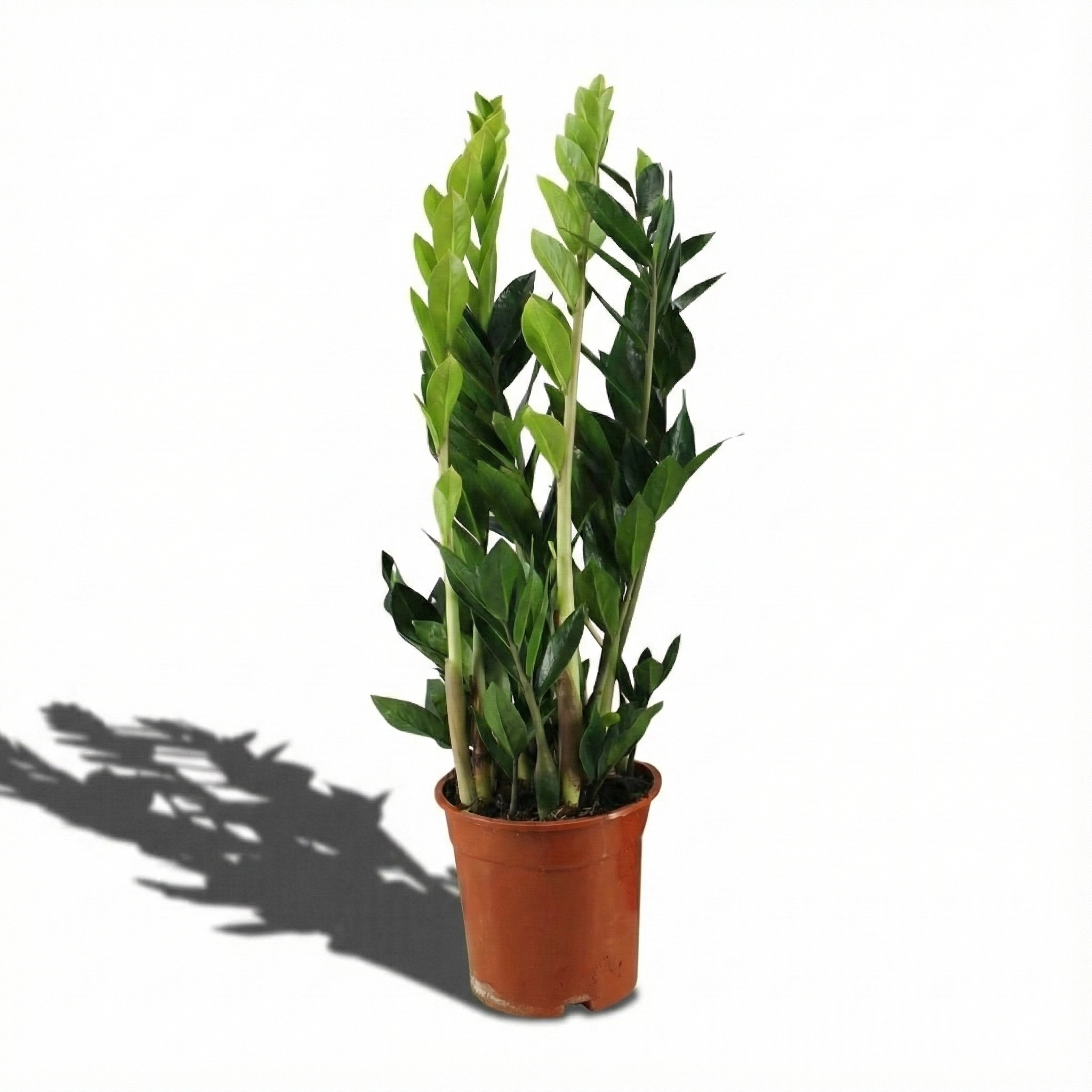 ZZ Plant; Zamioculcas Zamiifolia | 65cm