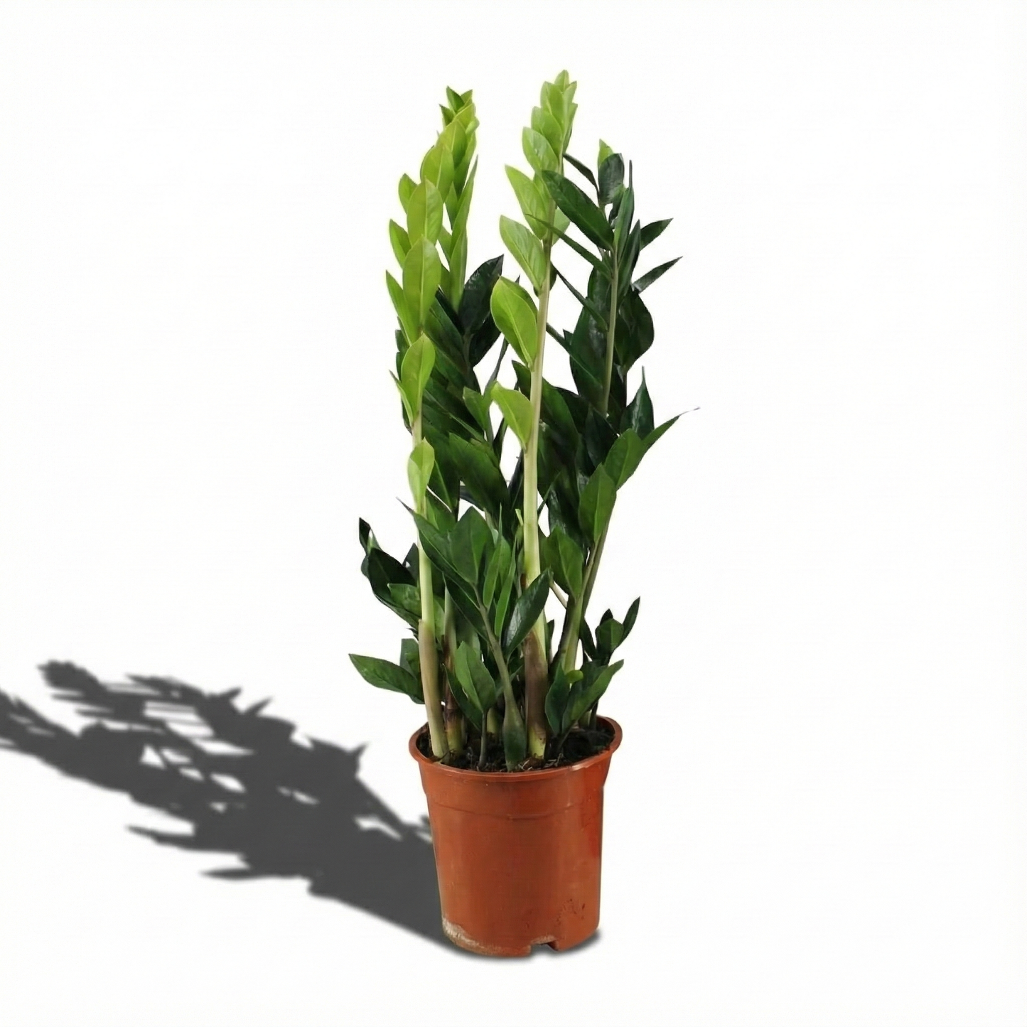 ZZ Plant; Zamioculcas Zamiifolia | 65cm